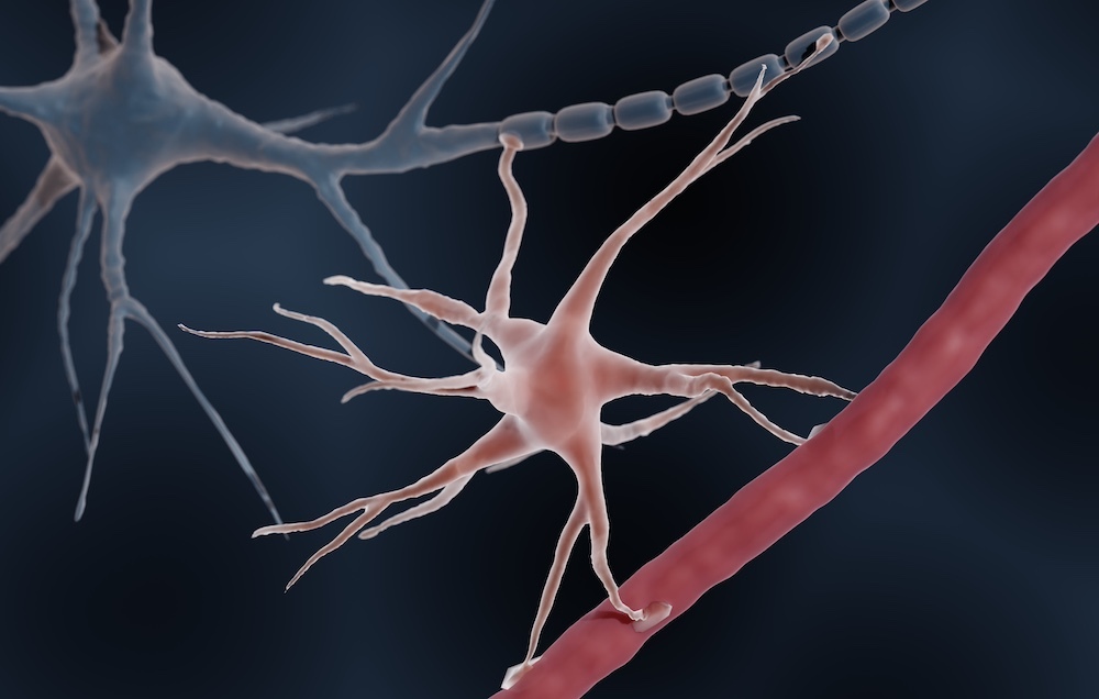 Astrocyte Shutterstock Art Ur