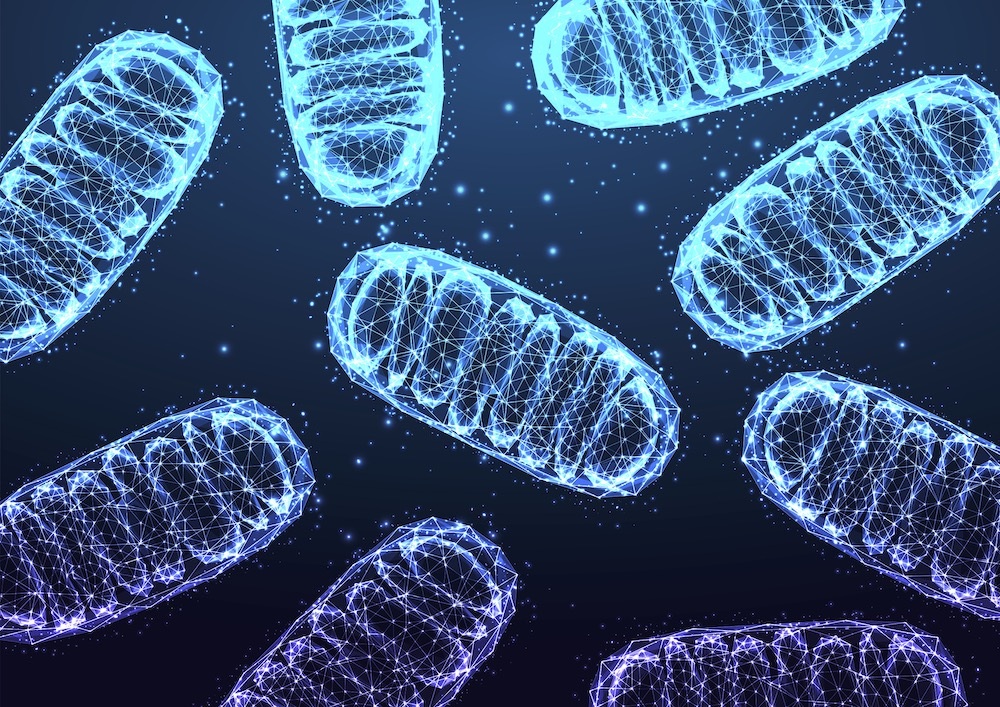 Mitochondria Inkoly Shutterstock