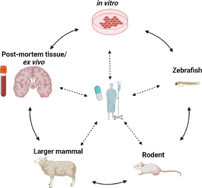 preclinical to clinical research image