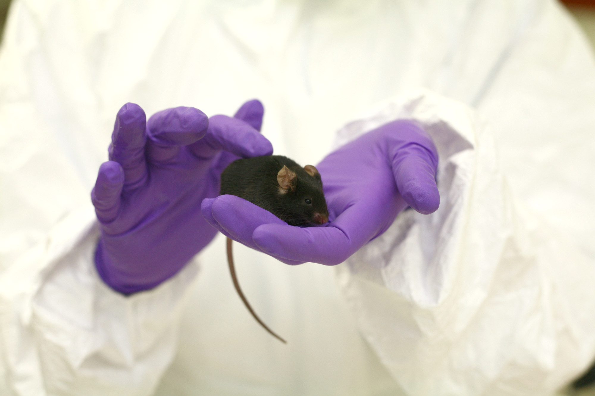 Black mouse in purple gloved hand