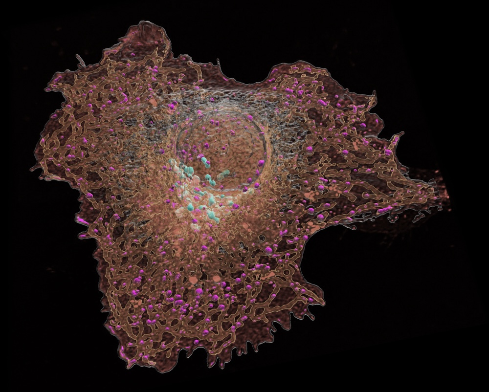 Astrocytes and Microglia eating up Amyloid plaques to fight amyloid induced pathogenesis