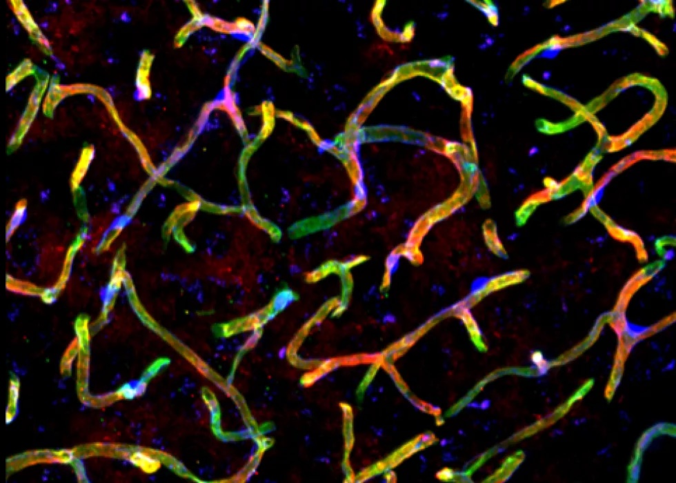 Vascular phd programme image