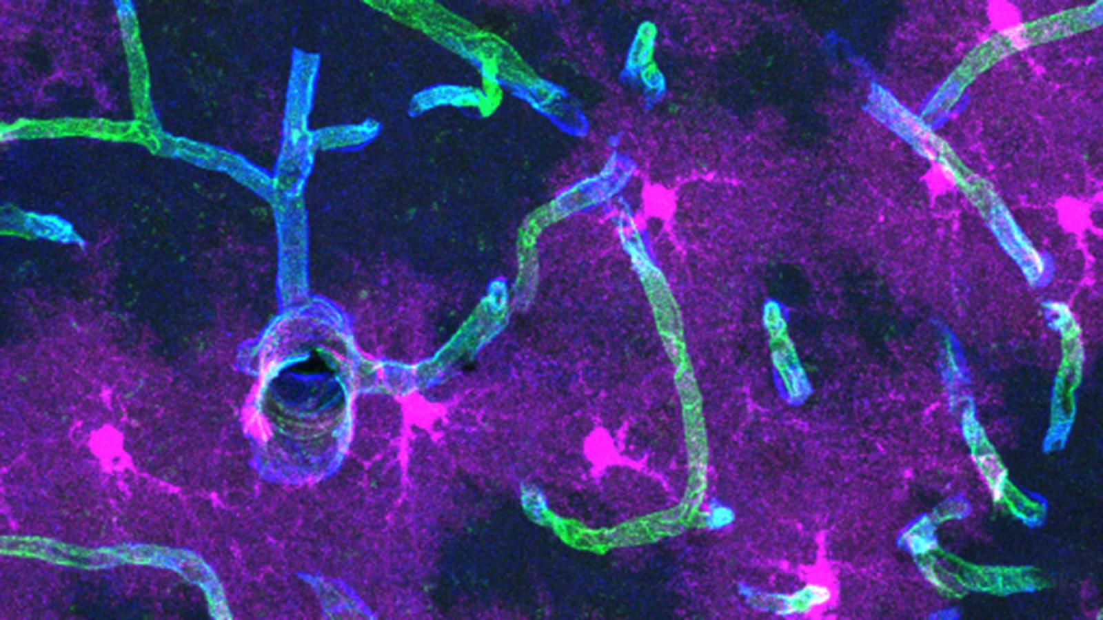 Astrocyte cells in the brain