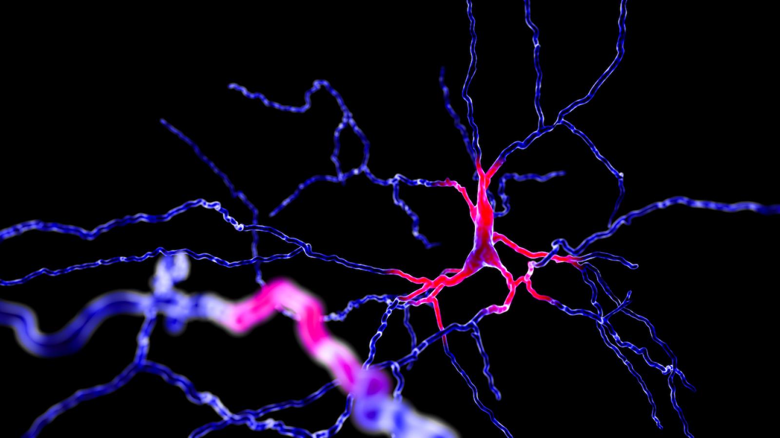 A dopaminergic neuron
