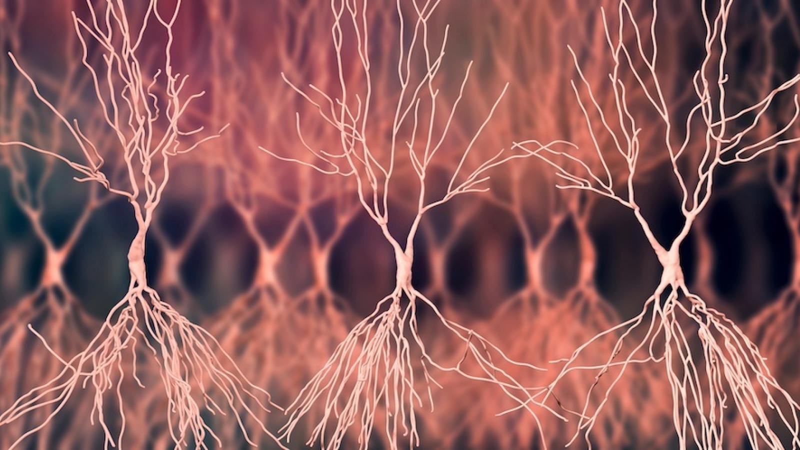 Hippocampal neurons