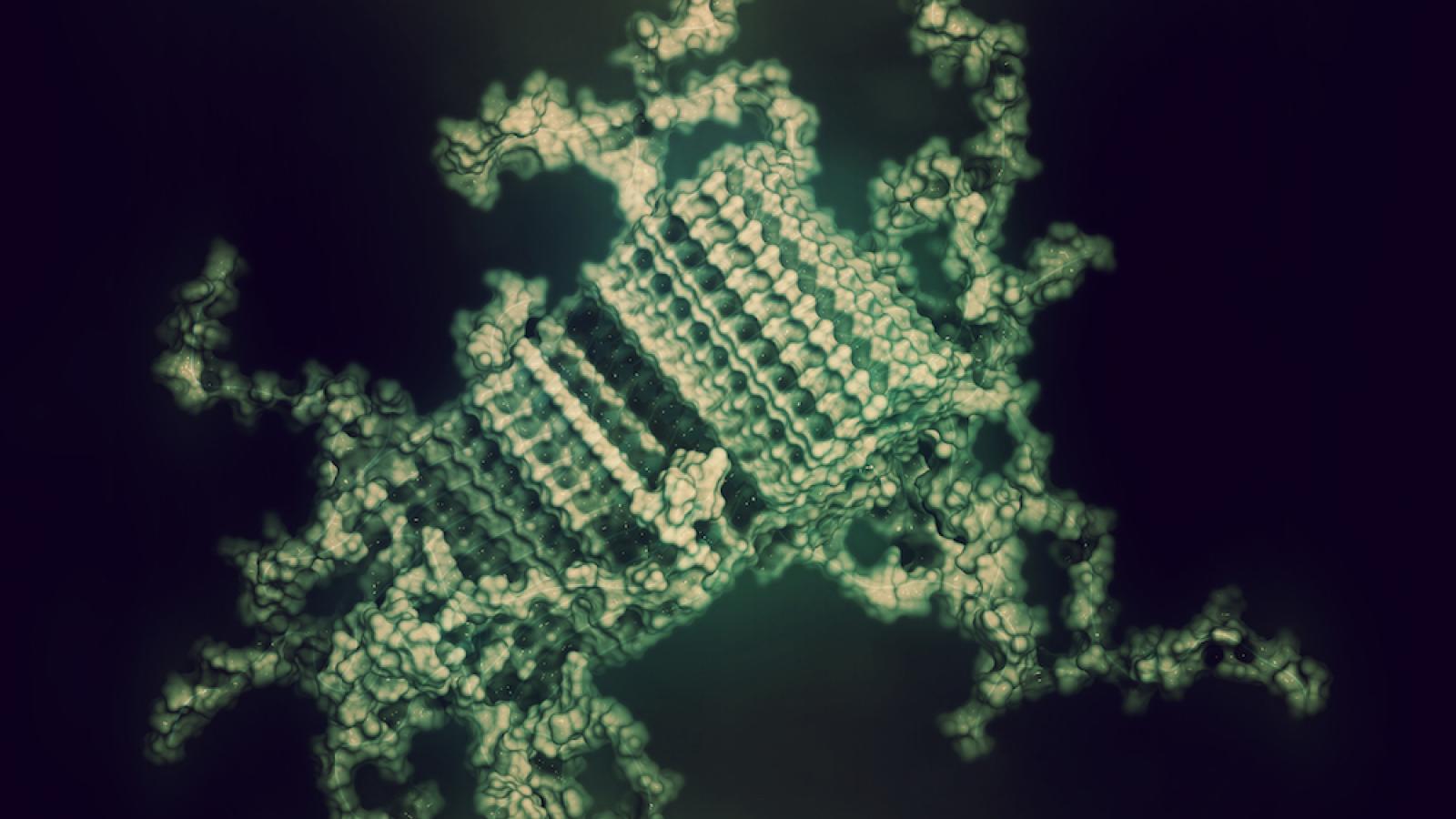 An alpha synuclein protein