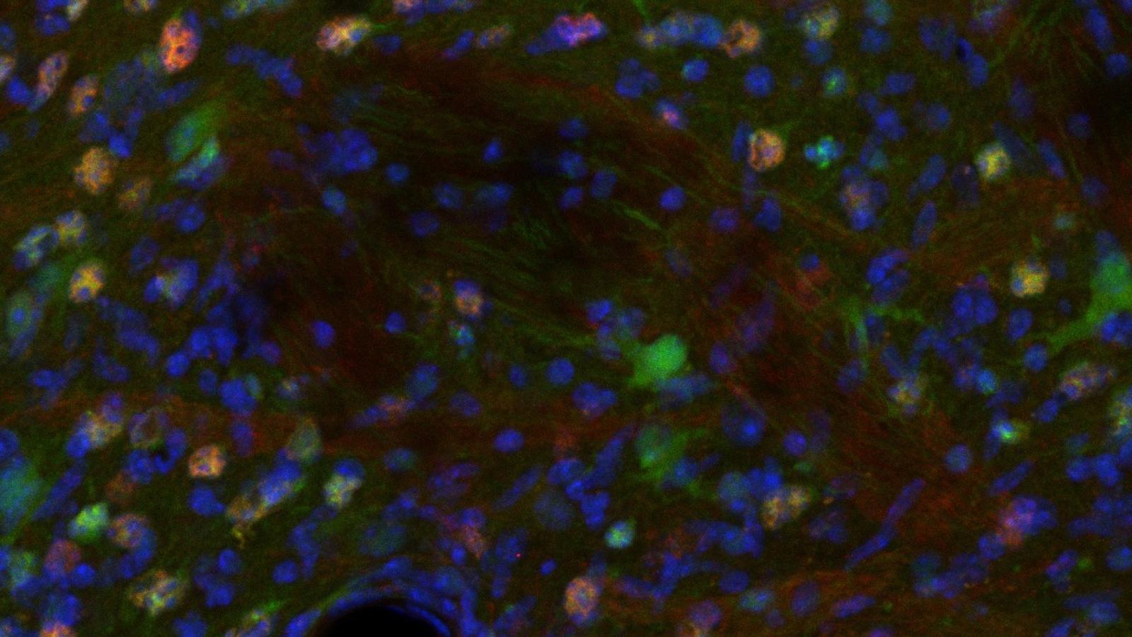 Vincent dion scientific image