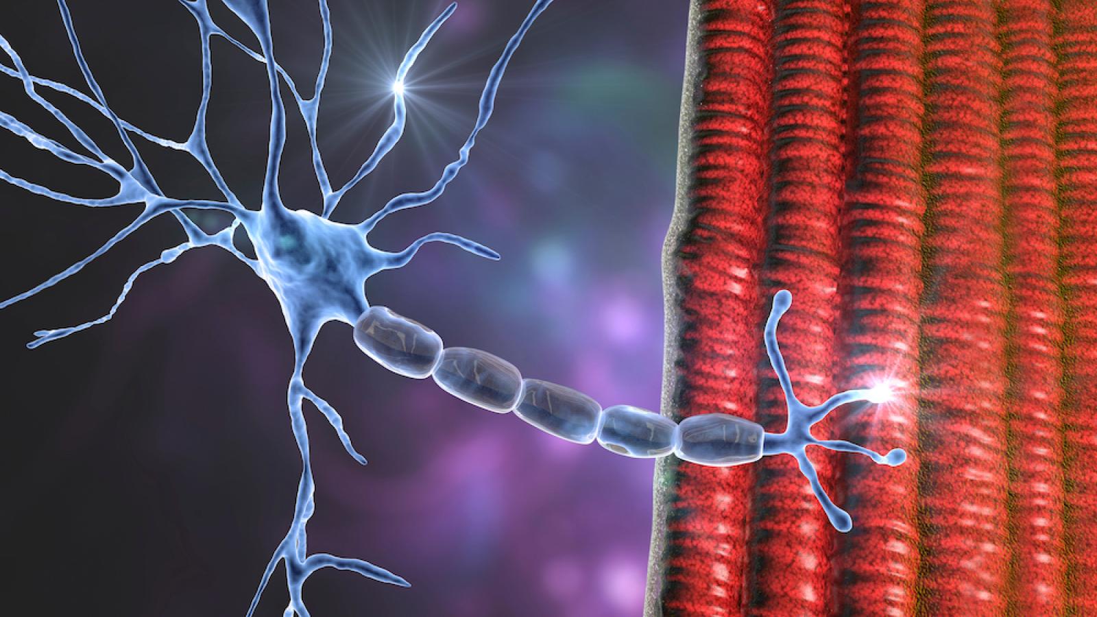 Graphic of a motor neuron