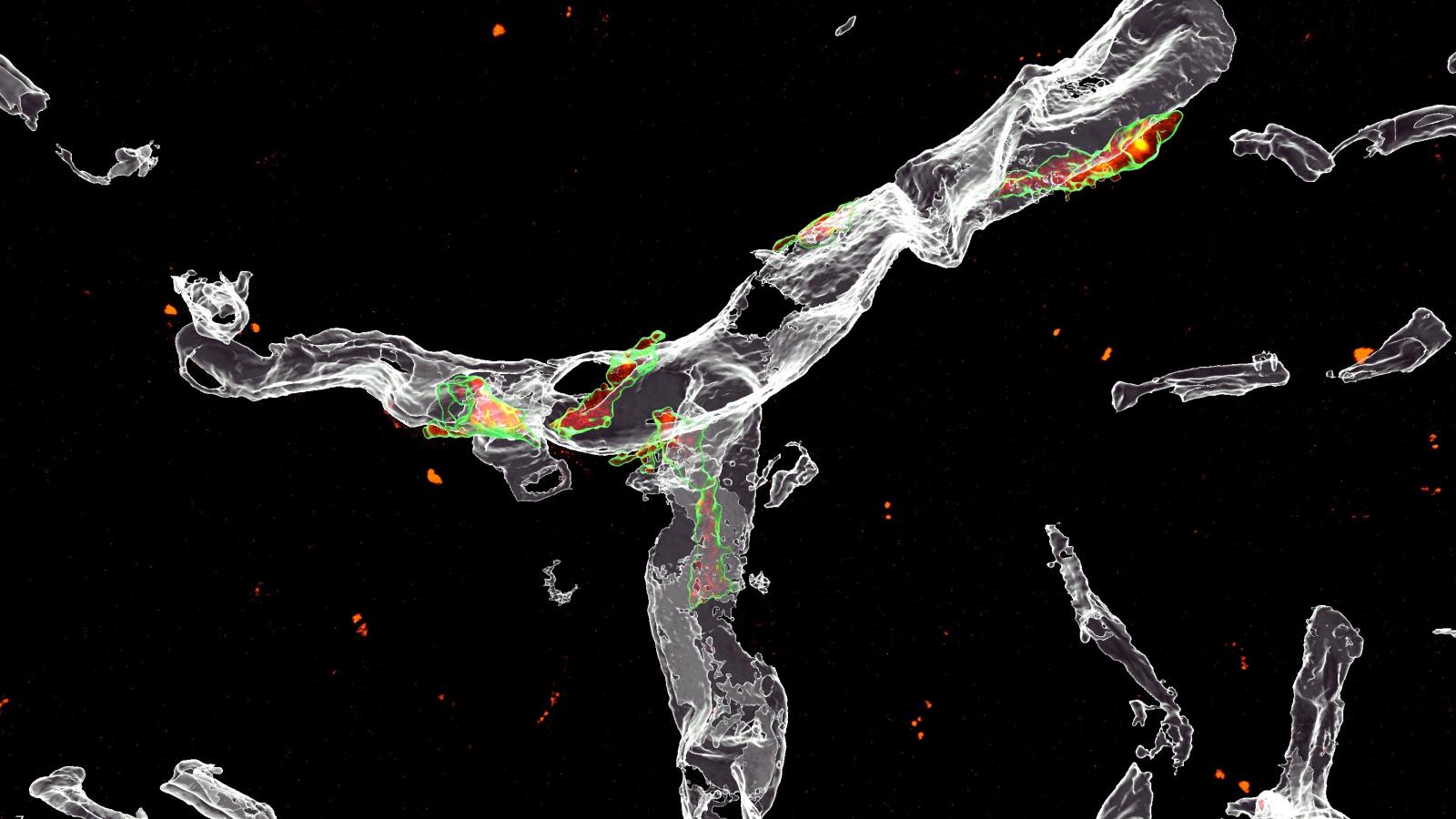 Three-dimensional reconstruction of perivascular macrophages