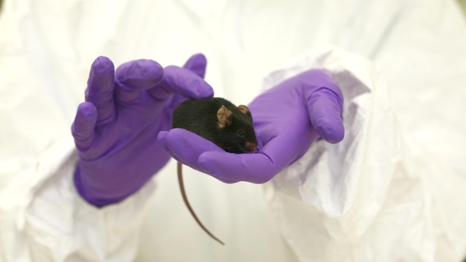 Black mouse in purple gloved hand