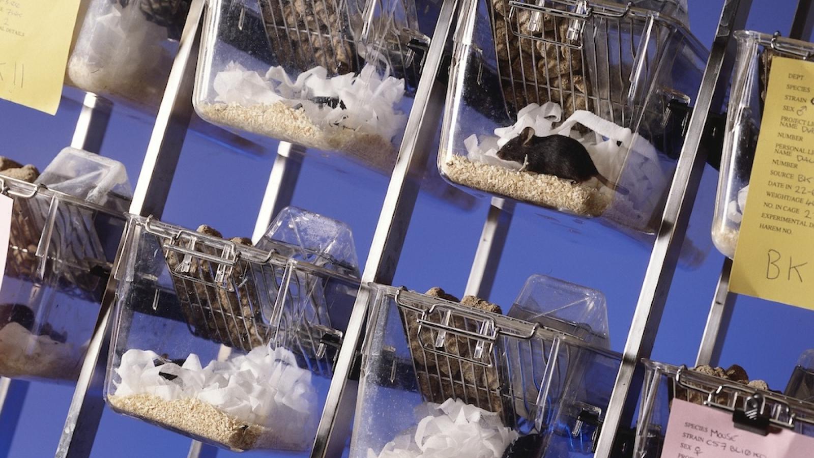 Cages housing research mice