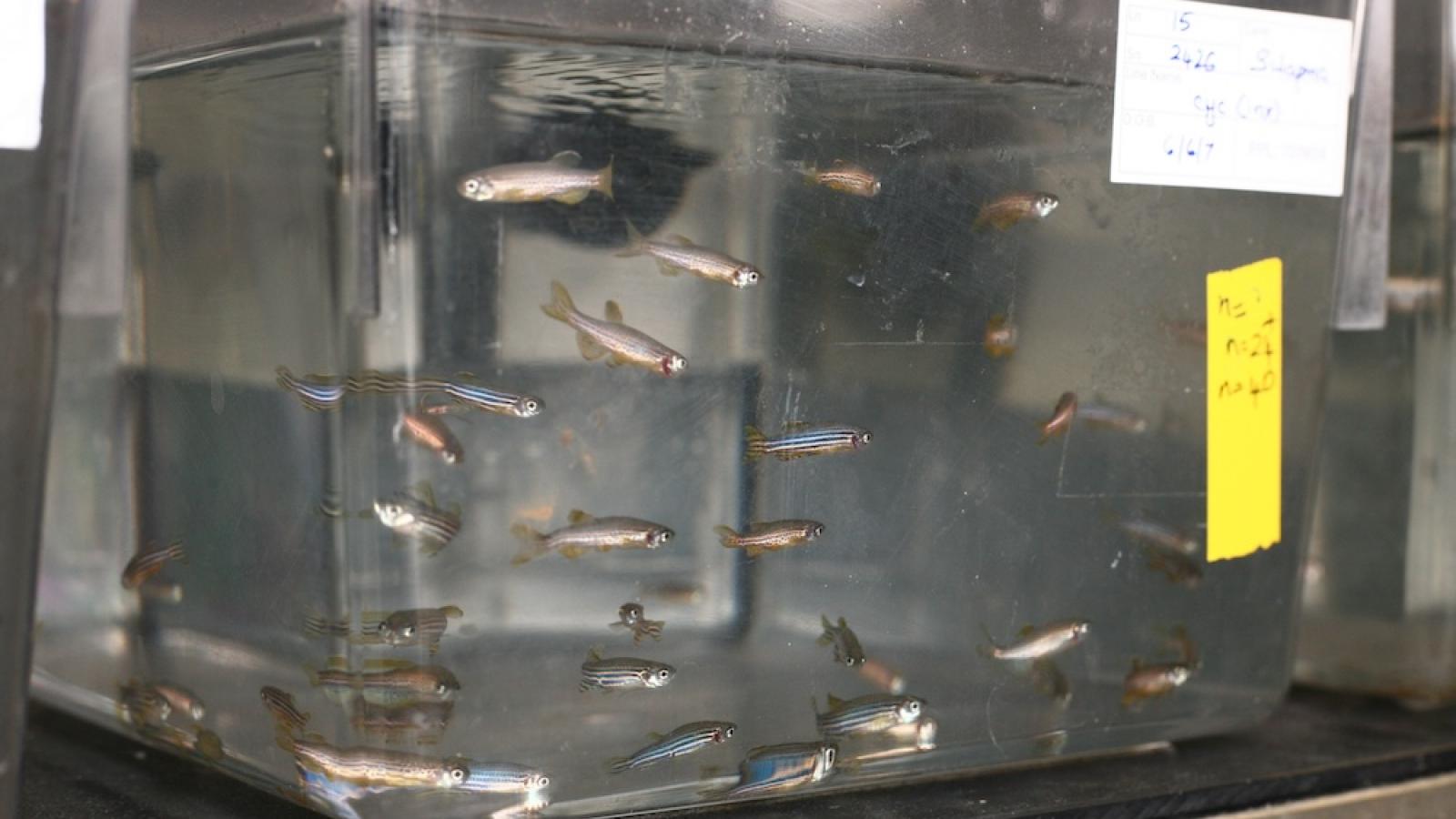 A tank of zebrafish