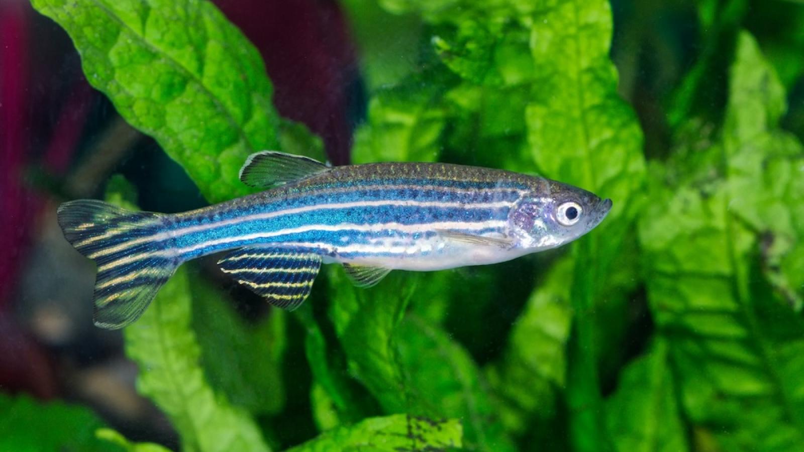 Zebrafish