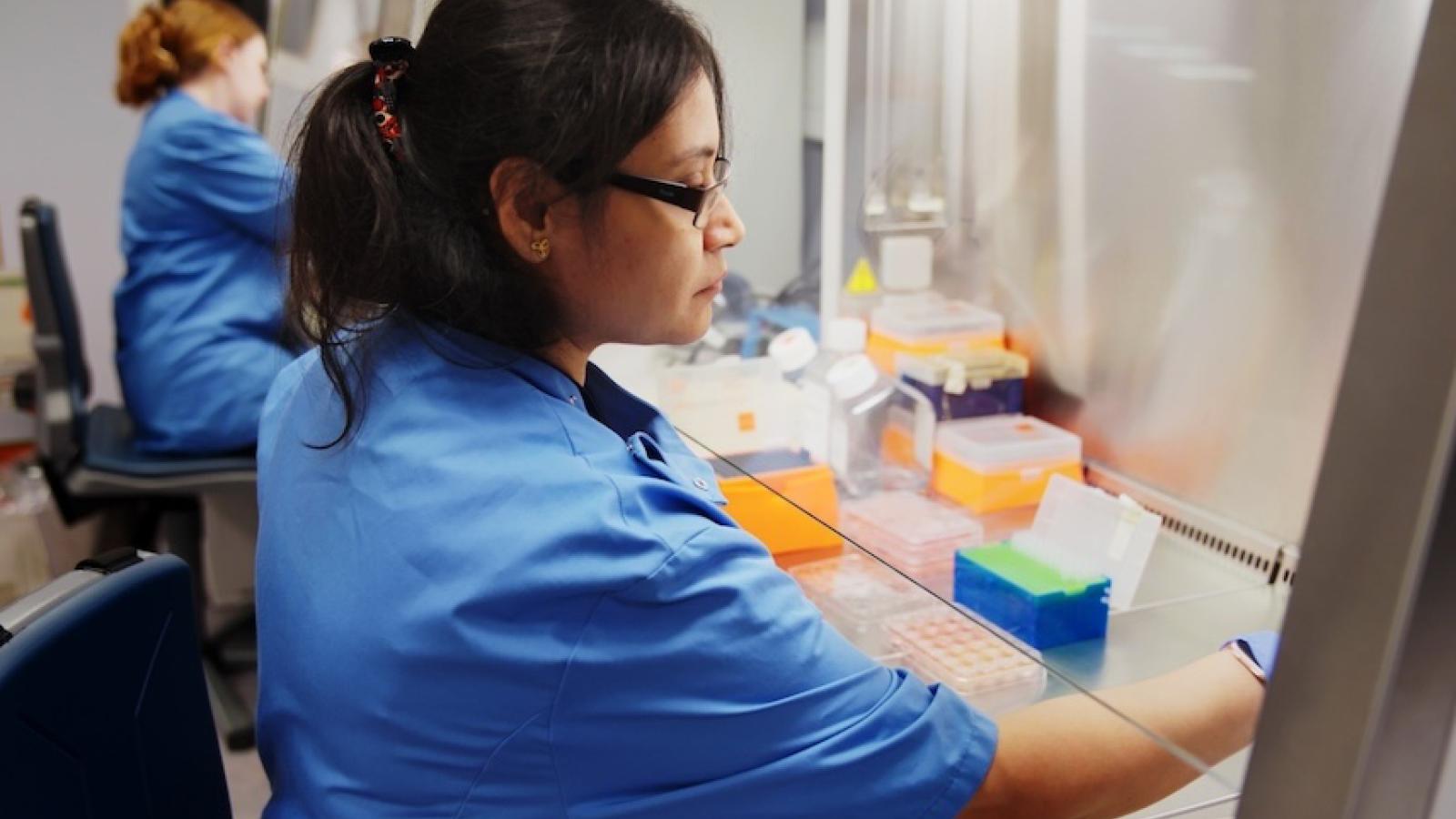 A scientist at a tissue culture hood in a lab