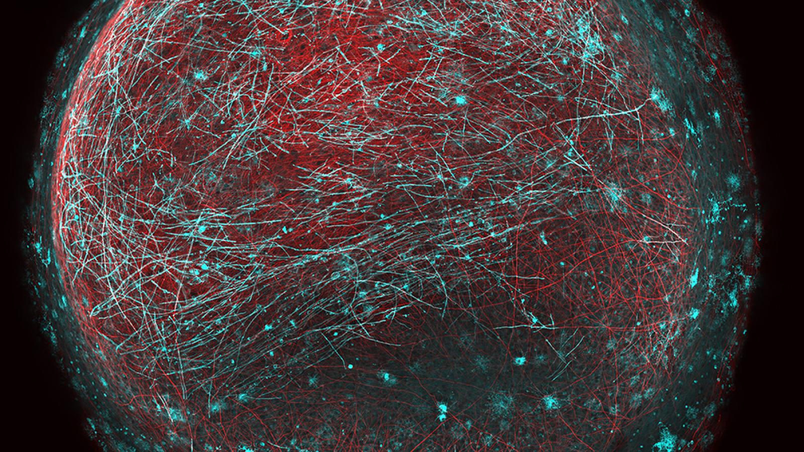 A sphere of red and blue made stem cell organoid