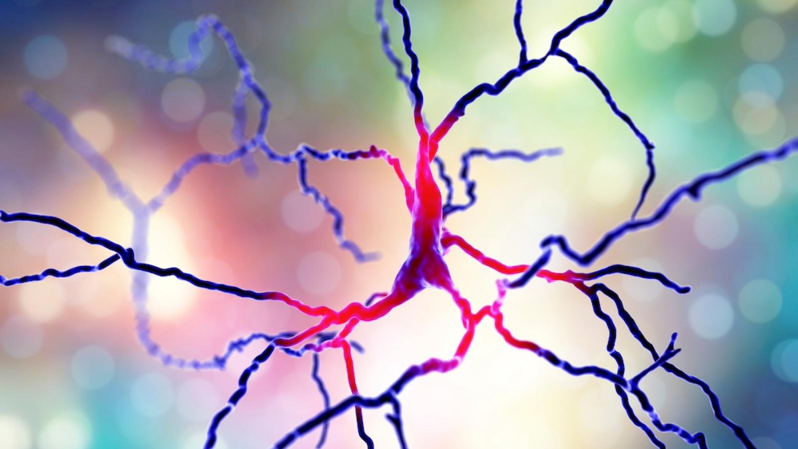Computer rendering of a dopaminergic neuron