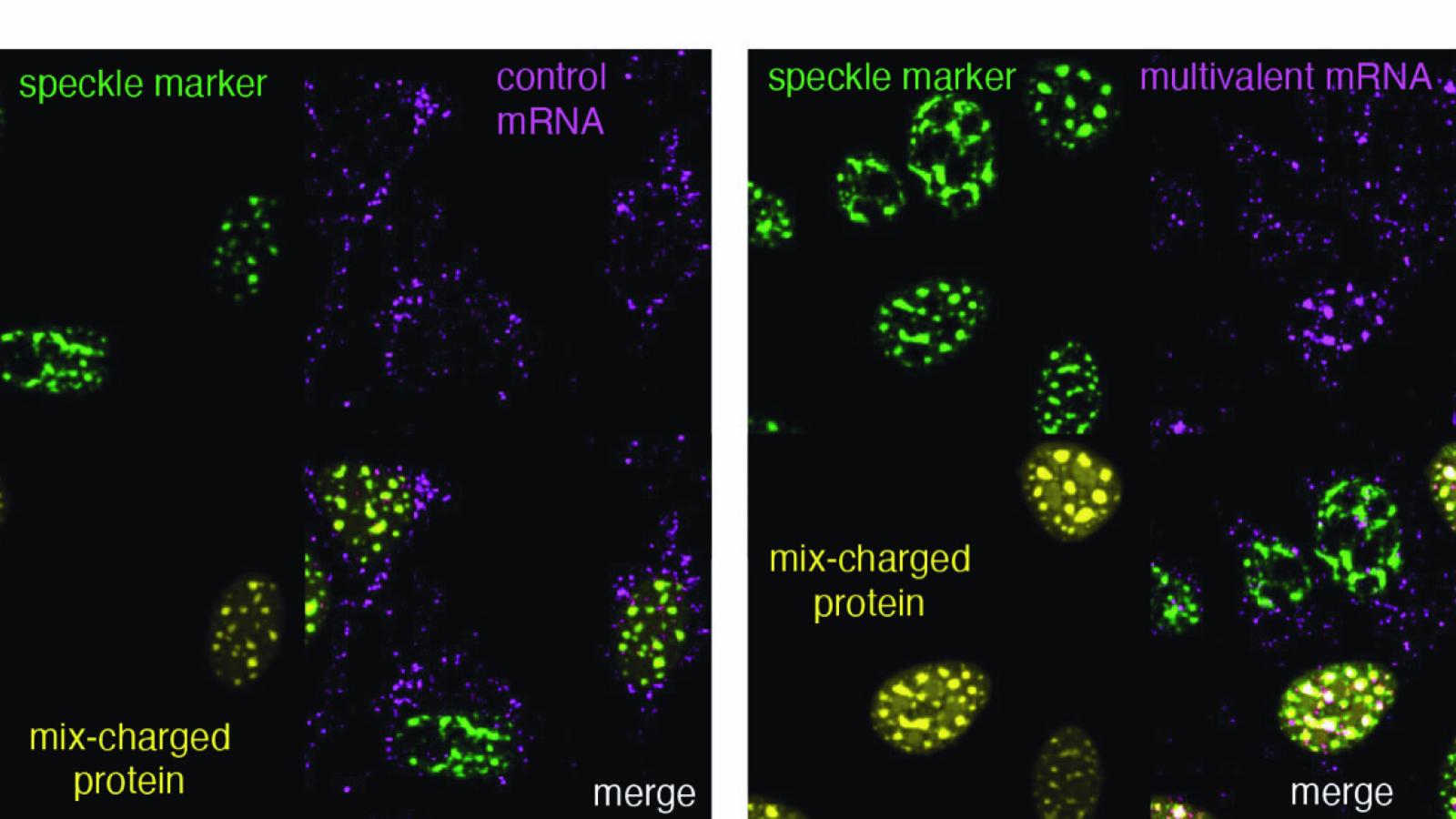 Scientific image showing interstasis
