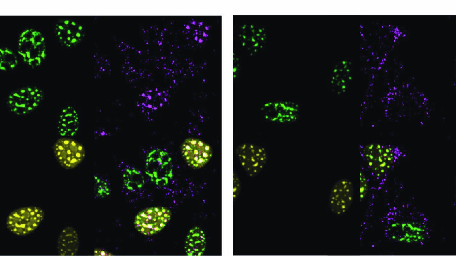 Microscope image from the paper that discovered interstasis