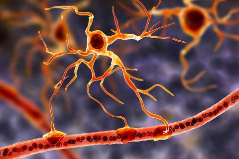 Astrocytes on the blood vessel