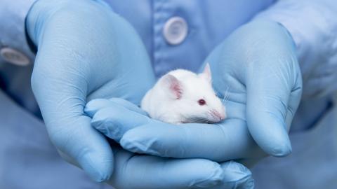 White lab mouse in hands