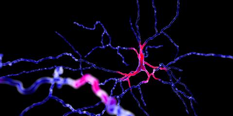 A dopaminergic neuron