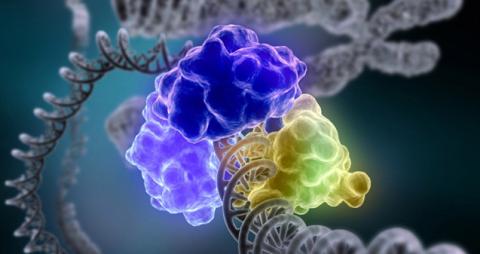 An enzyme wrapped around genetic code