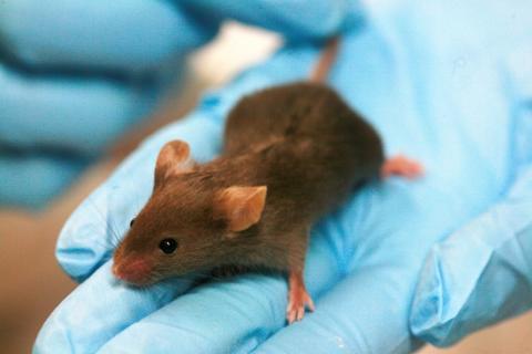 A brown mouse in a blue gloved hand