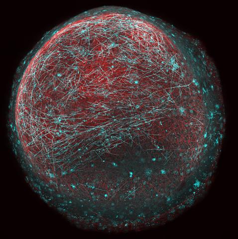 A sphere of red and blue made stem cell organoid