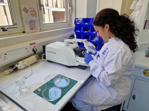 Dr Soraya Meftah preparing human brain tissue with a vibratome to create thin slices.
