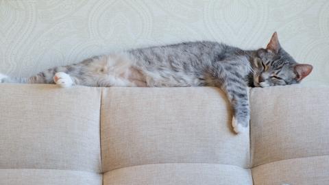 Sleeping cat