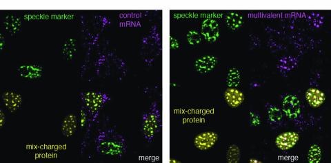 Scientific image showing interstasis
