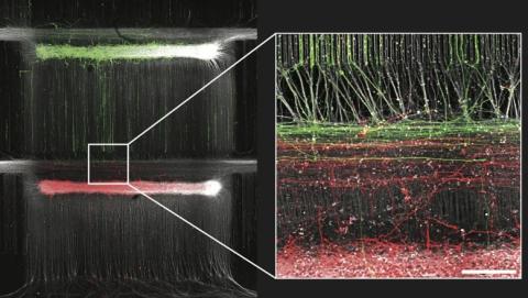 Forming connections between cultured neurons. Green neurons are forming connections to red neurons.