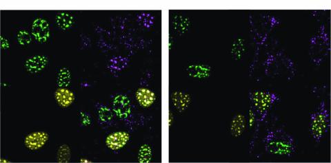 Microscope image from the paper that discovered interstasis