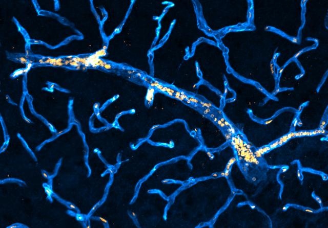 Blood vessels from the montagne lab