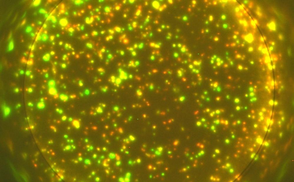 Cytokines released by T cells after encountering cancer cells