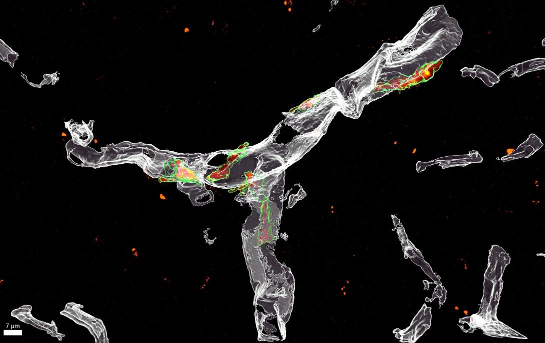 Three-dimensional reconstruction of perivascular macrophages