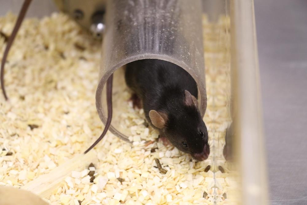 A black mouse coming out of a transparent tube