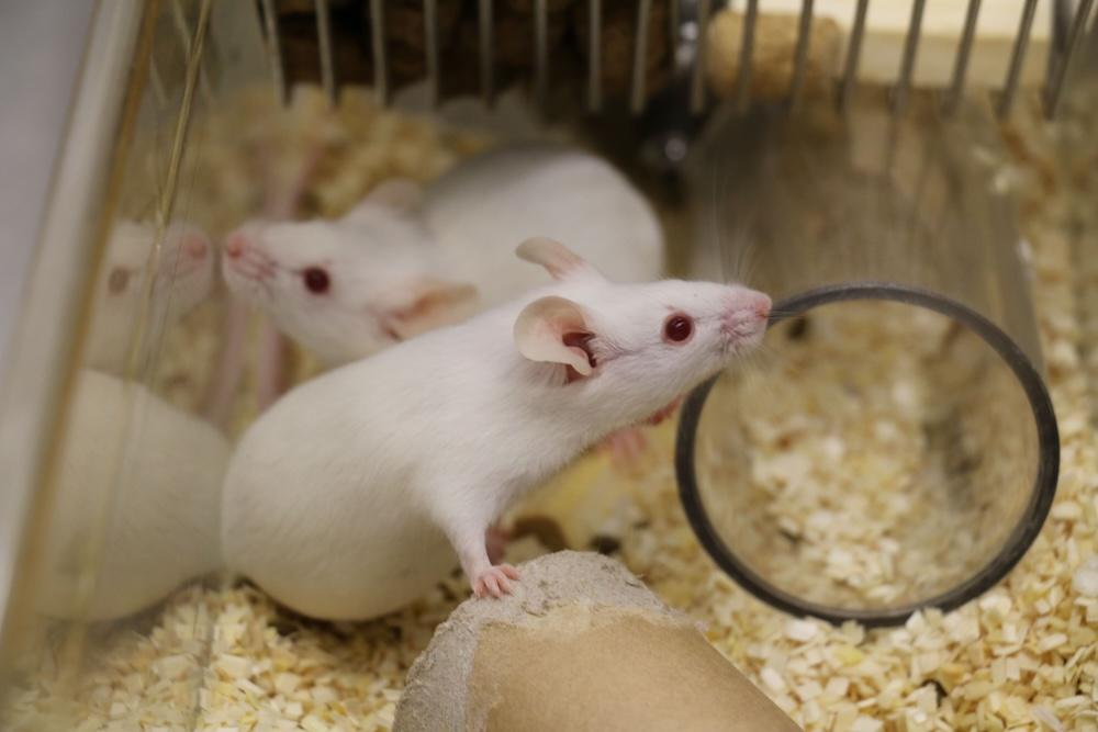 Two white mice in a cage with transparent tubes