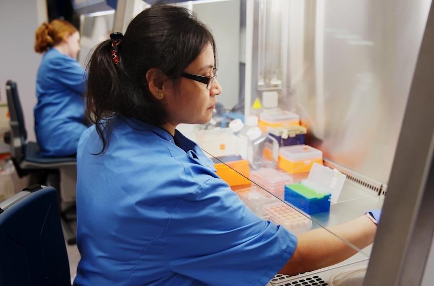 A scientist at a tissue culture hood in a lab