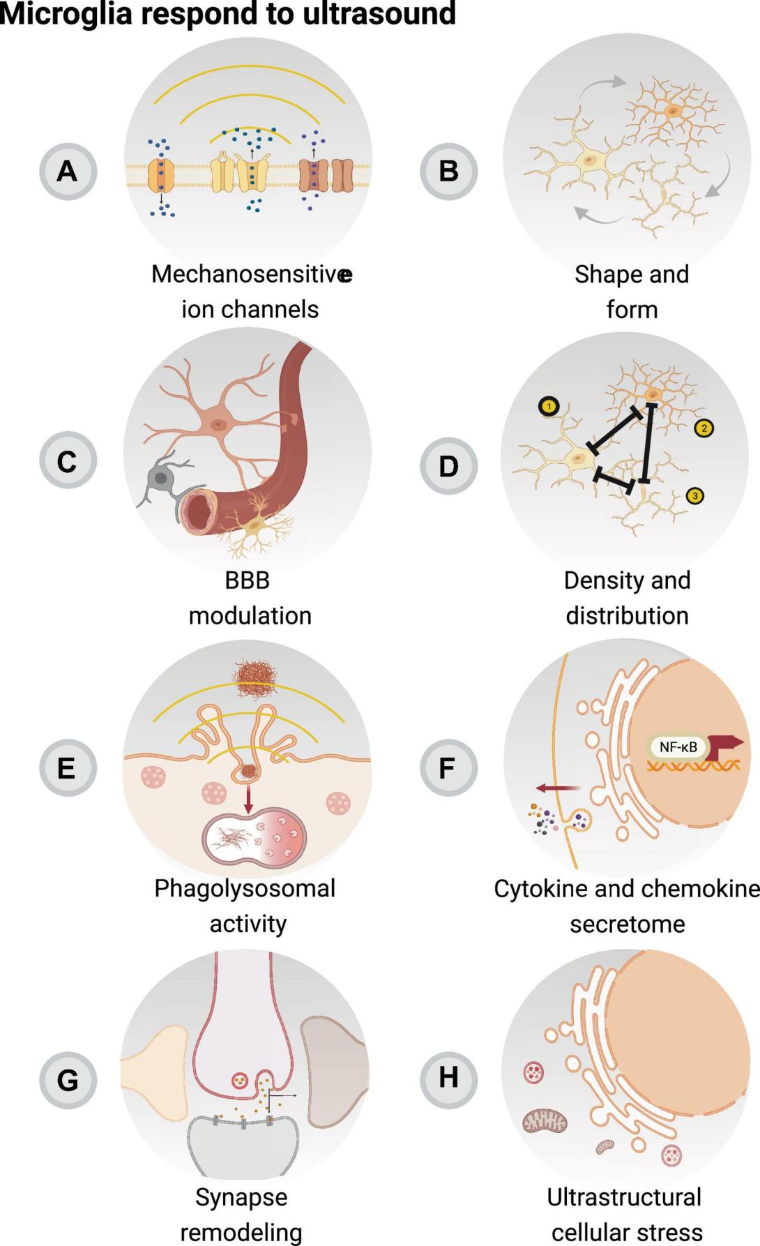 A schematic of stimulating glia with ultrasound