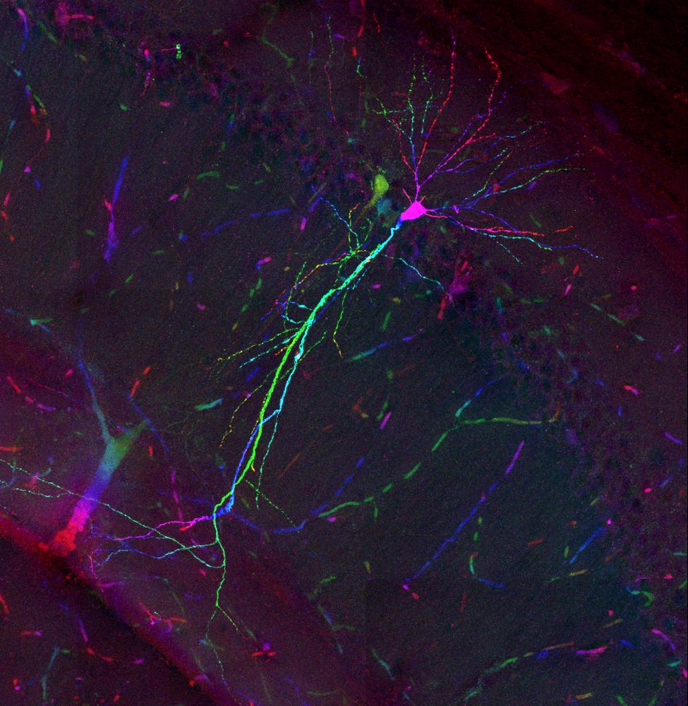 A single neuron with multicoloured labelling