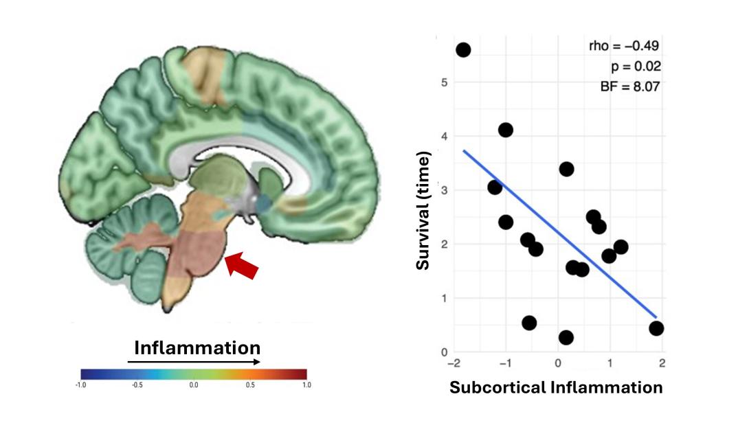 Figure from the paper illustrating inflammation as it relates to survival