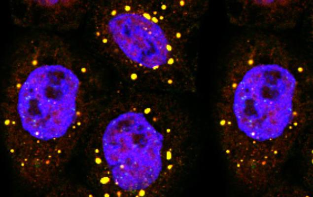 autophagy image