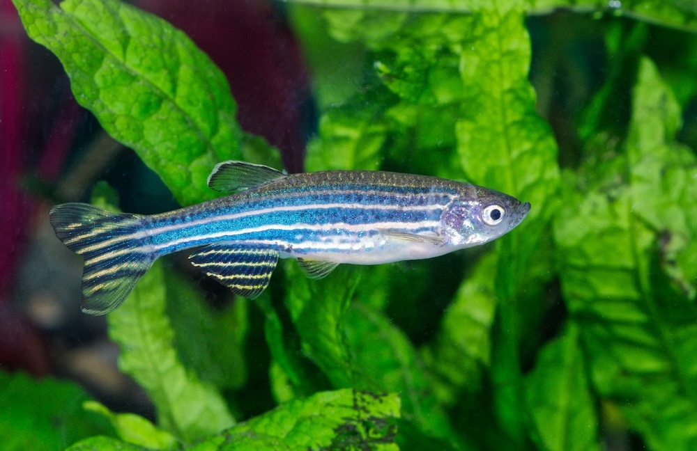 Uar Zebrafish