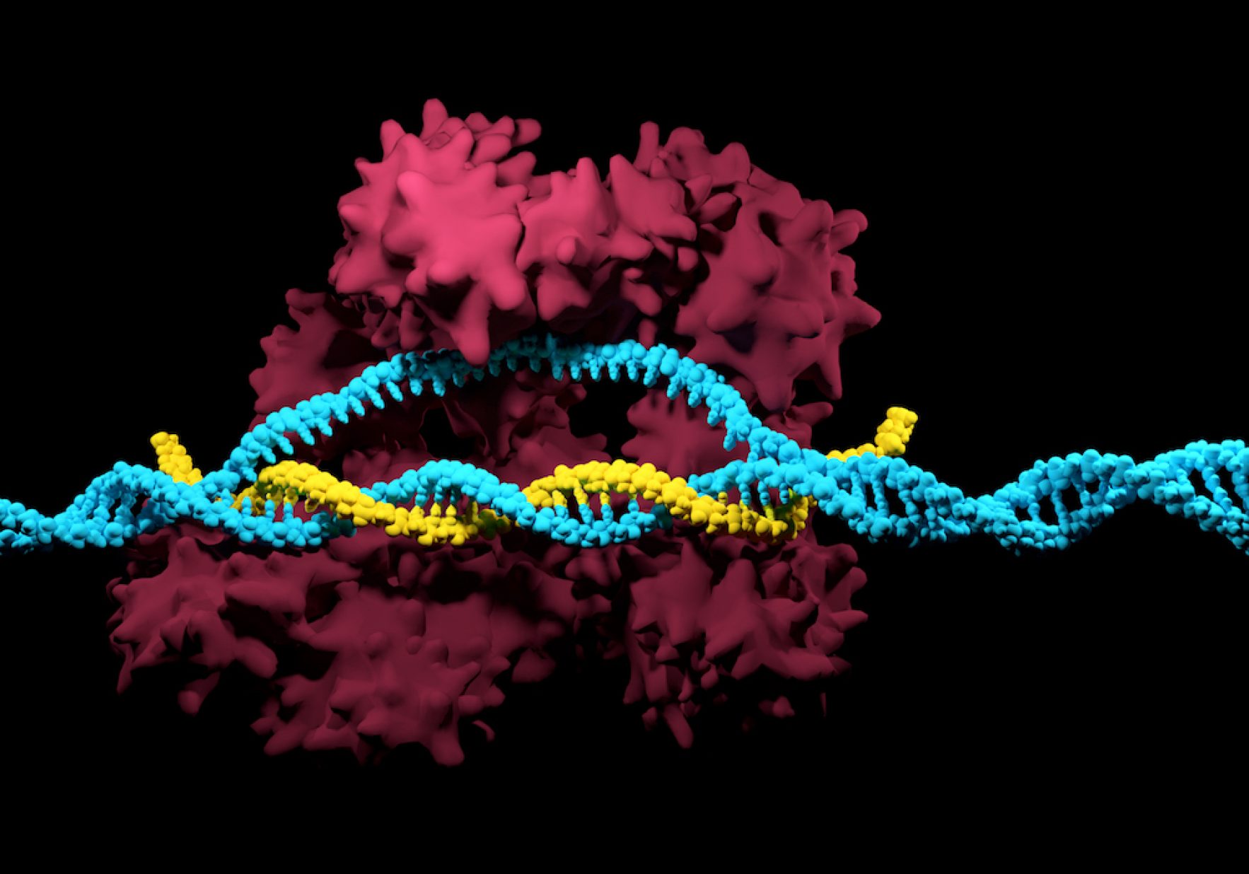 Crispr Cas9 Shutterstock Meletios Verras Red