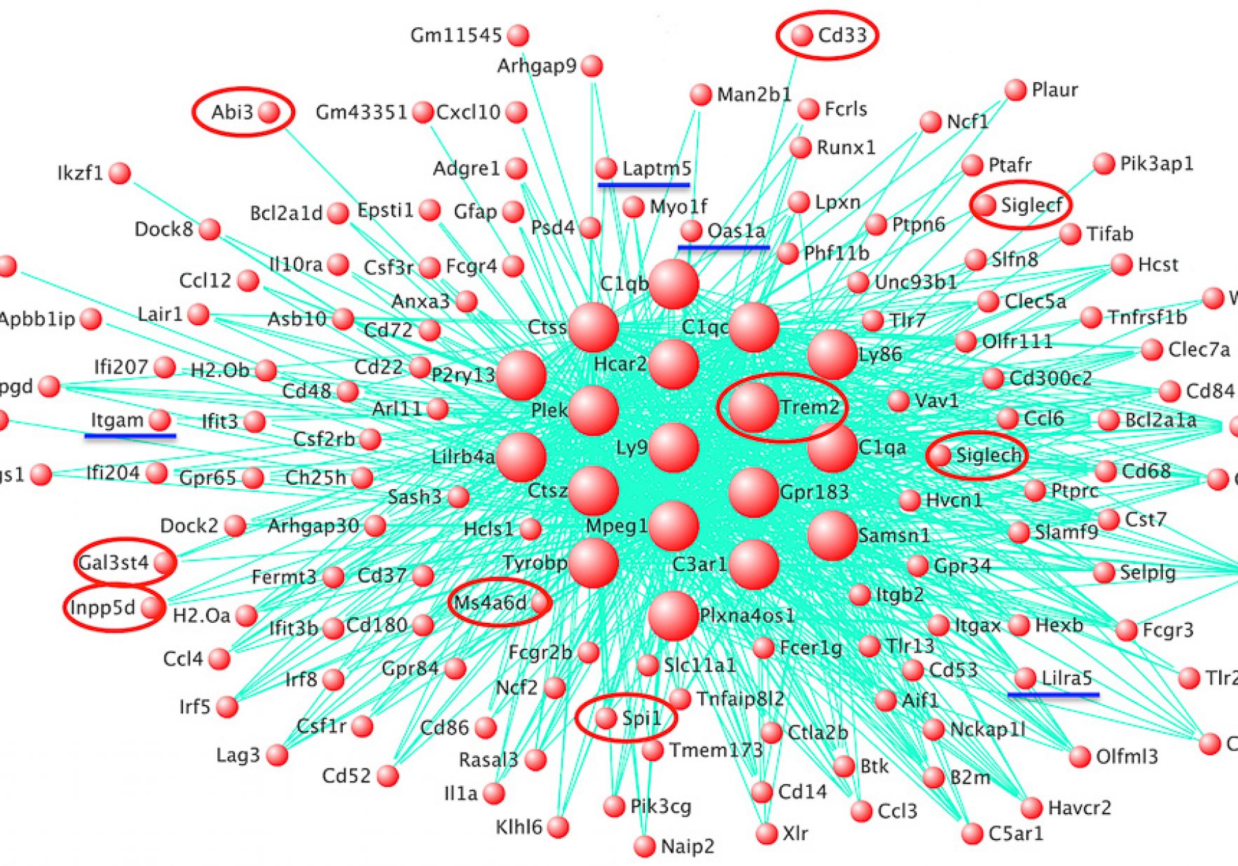 Risk Gene Network Amyloid