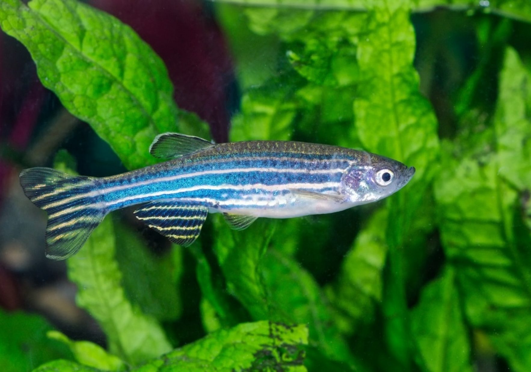 Uar Zebrafish