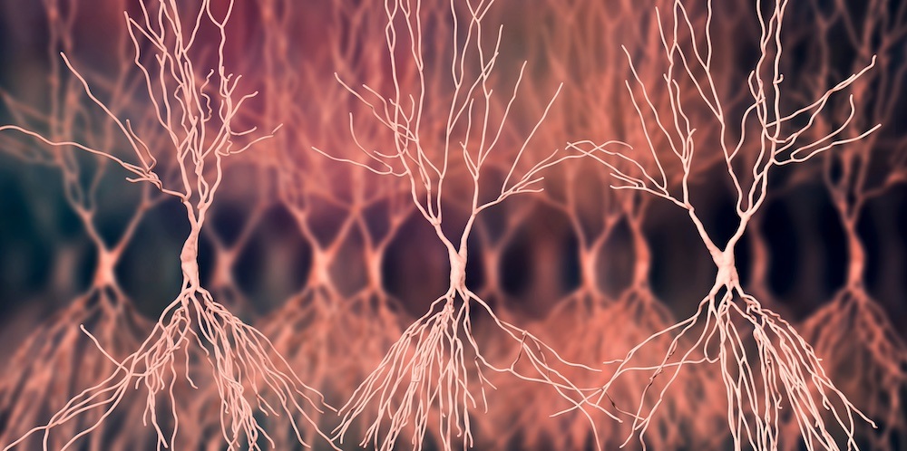 Hippocampal Neurons Shutterstock Kateryna Kon Cropped